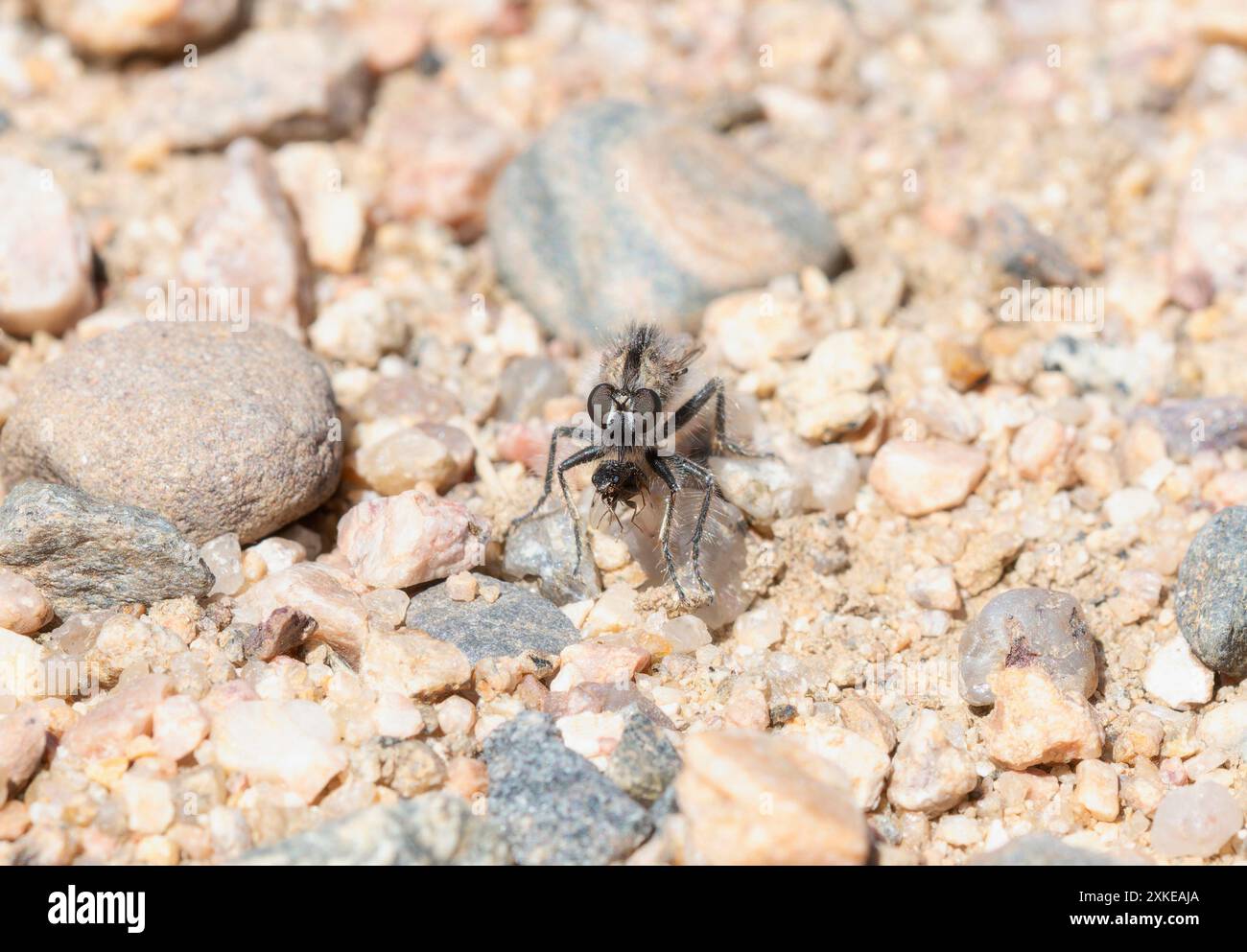Una mosca rapinatrice di Comantella; una specie in Colorado; è mostrata su un letto di ghiaia; tiene un insetto catturato nelle sue potenti gambe. Foto Stock