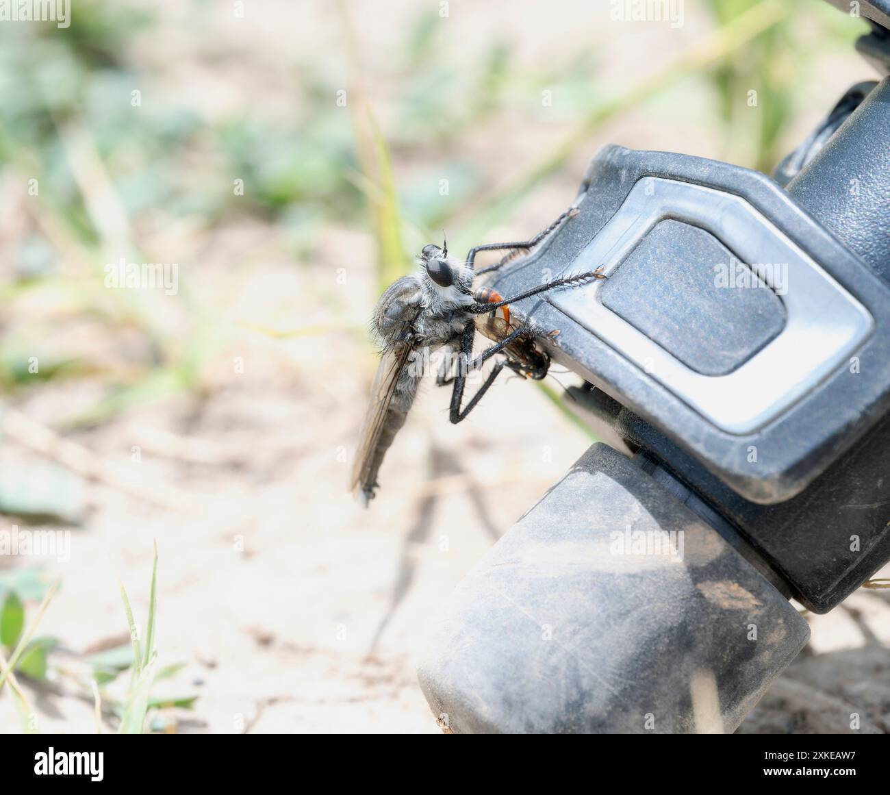 Un gigante Robber Fly, bianco e nero, è arroccato su una gamba di treppiede; le sue lunghe gambe si estendono e i suoi grandi occhi guardano intensamente davanti. Foto Stock