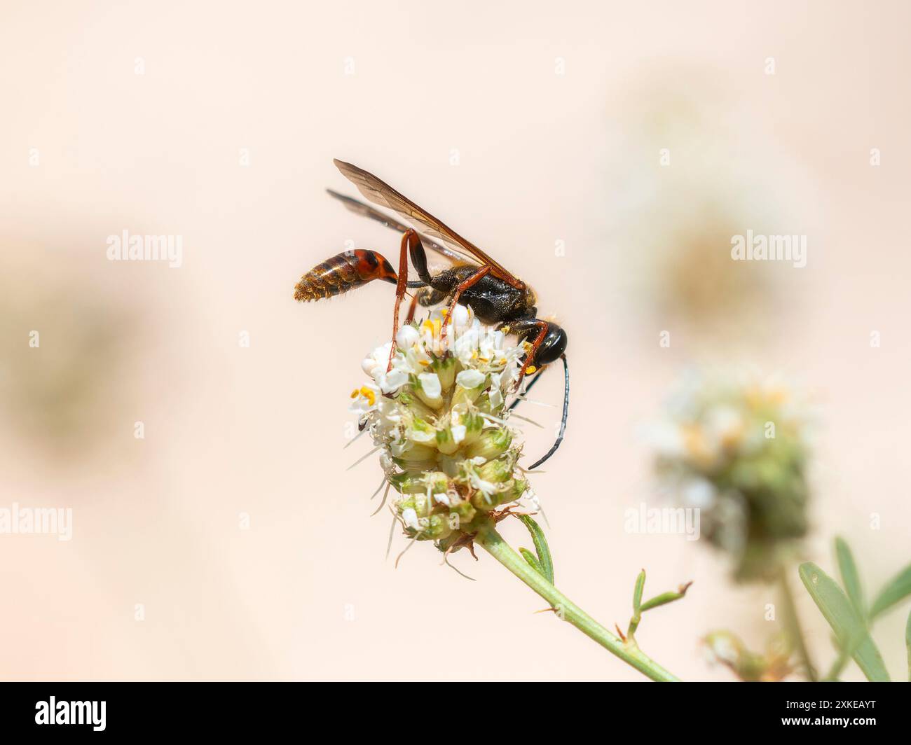 A Great Golden Digger Wasp; Sphex ichneumoneus; è arroccato su un gruppo di fiori selvatici bianchi in Colorado che raccolgono polline. Foto Stock