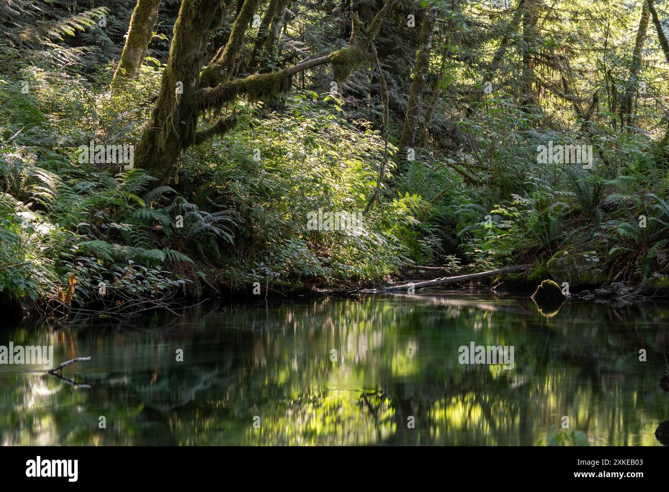 Un piccolo affluente del fiume Squamish, nella Columbia Britannica, in Canada. Foto Stock