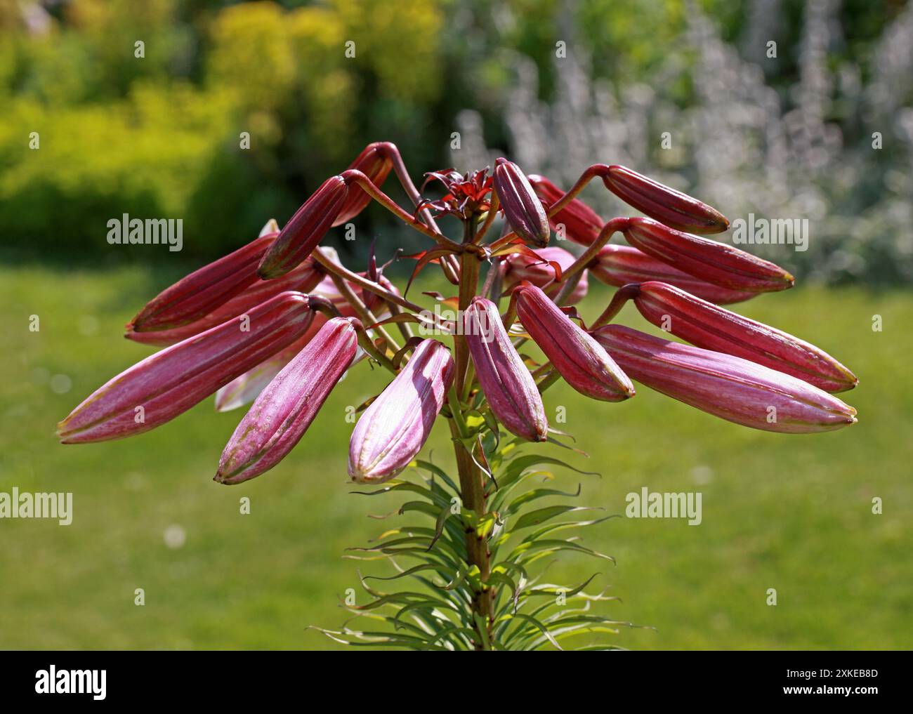 Giglio pasquale gemme di fiori, Lilium longiflorum, Liliaceae. REGNO UNITO. Una specie di pianta endemica sia di Taiwan che delle isole Ryukyu (Giappone). Foto Stock