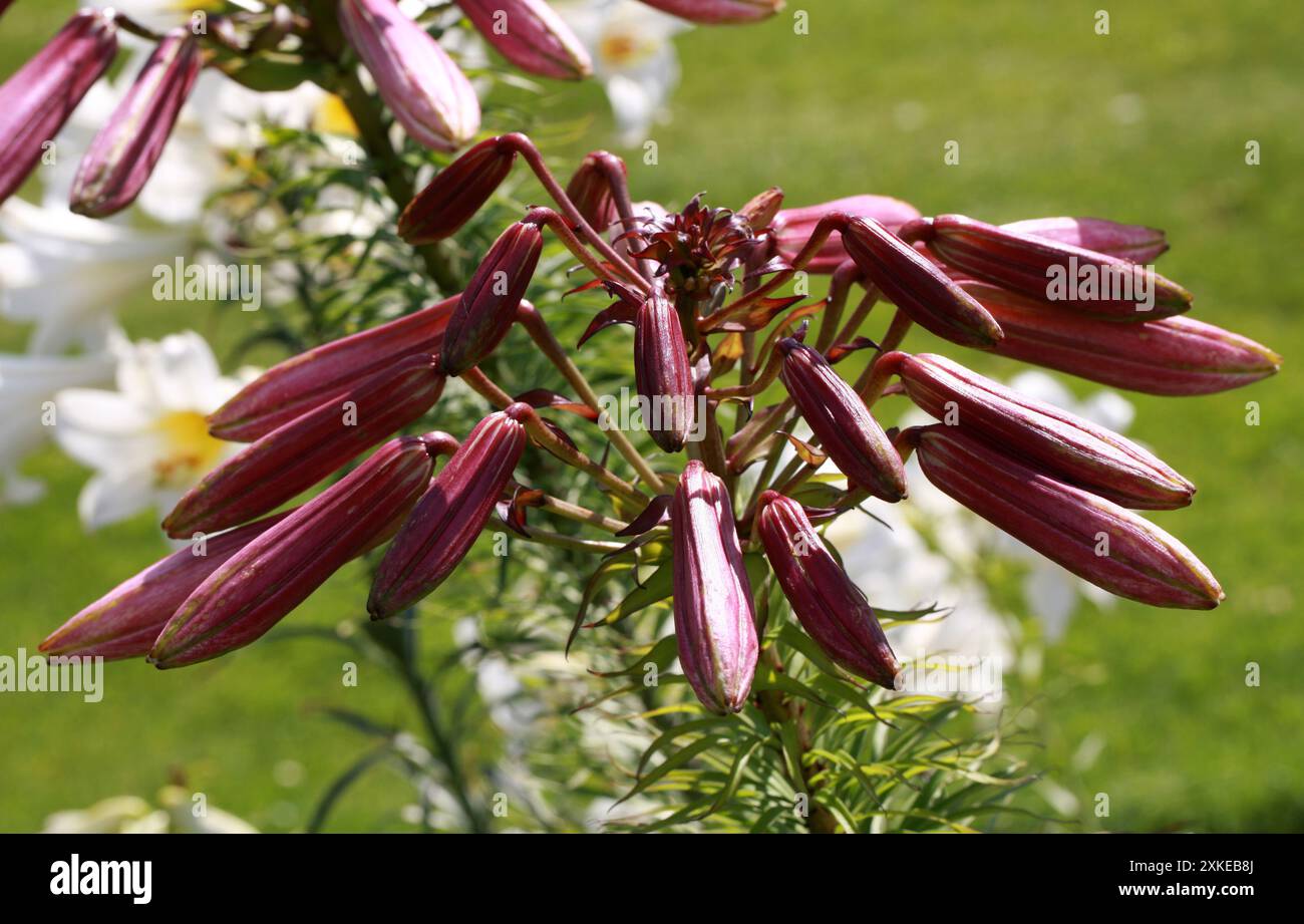 Giglio pasquale gemme di fiori, Lilium longiflorum, Liliaceae. REGNO UNITO. Una specie di pianta endemica sia di Taiwan che delle isole Ryukyu (Giappone). Foto Stock