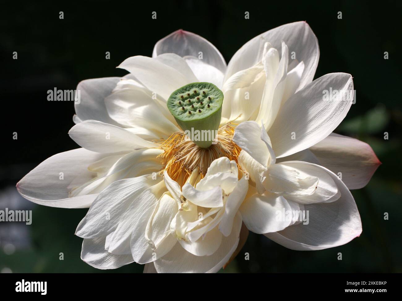 Loto indiano, loto sacro, fagiolo indiano o acquavite sacra, Nelumbo nucifera, Nelumbonaceae, SYN. Nelumbium speciosum o Nymphaea nelumbo. Foto Stock