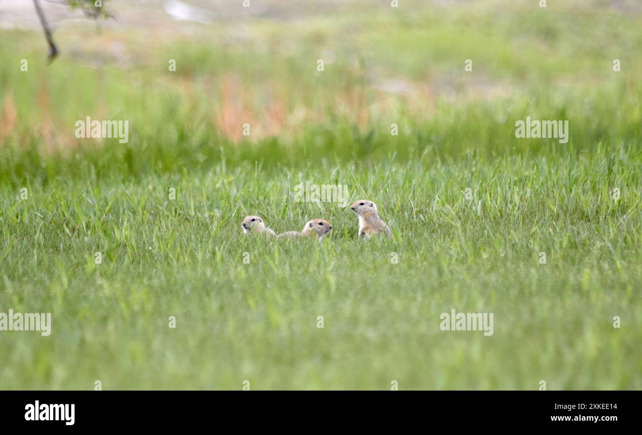 Tre cani della prateria sono nell'erba. Foto Stock