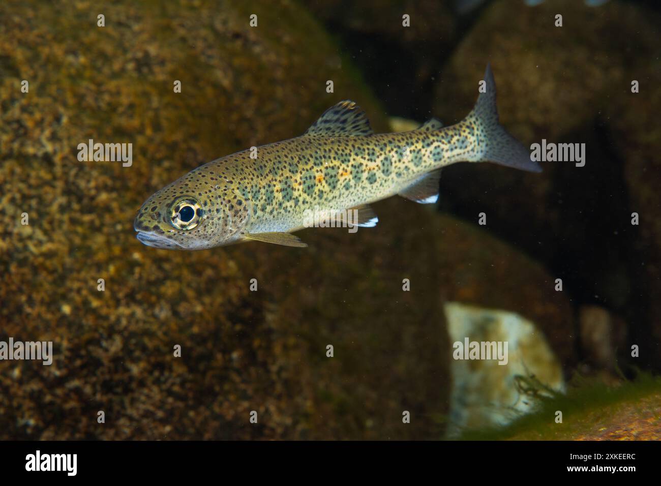 Trota nativa giovanile in un torrente del nord-ovest Pacifico. Foto Stock