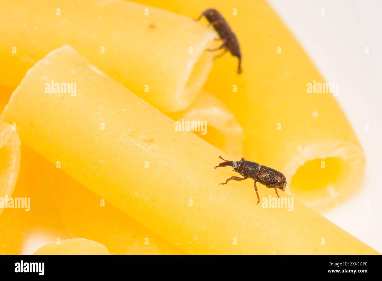 Rice Weevil - Sitophilus oryzae Foto Stock