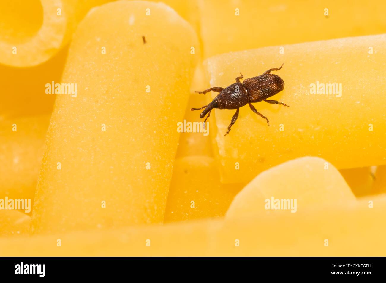 Rice Weevil - Sitophilus oryzae Foto Stock