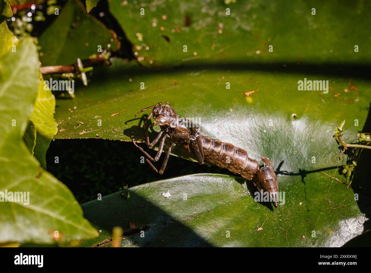 La pelle scartata o esoscheletro di una larva di libellula (ninfa) su una foglia di ninfea in uno stagno da giardino nel Surrey, nel sud-est dell'Inghilterra in estate Foto Stock