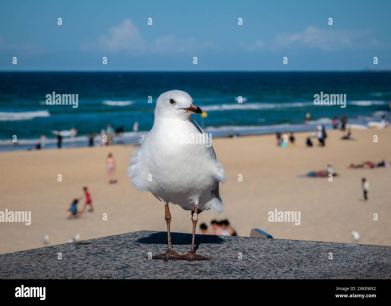 Gull sulla spiaggia di Surfers Paradise, Australia Foto Stock