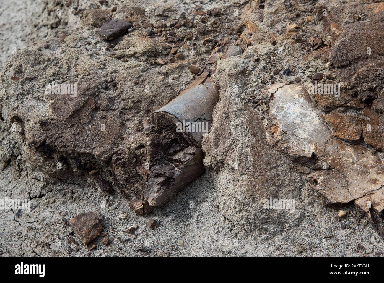 Almeno 57 esemplari di dinosauro morirono in questo letto di ossa nel Dinosaur Provincial Park in Alberta, in Canada. Foto Stock