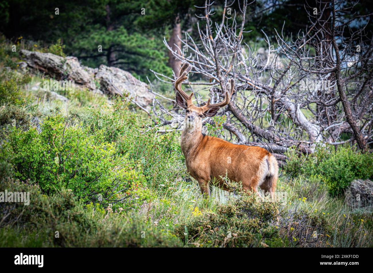 Pascolo dei cervi del mulo del parco nazionale delle Montagne Rocciose Foto Stock