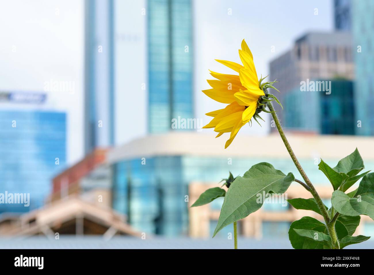 Un girasole giallo nell'Urban Orchard presso il Perth Cultural Centre con grattacieli della città sullo sfondo, Northbridge, Perth, Australia Occidentale. Foto Stock