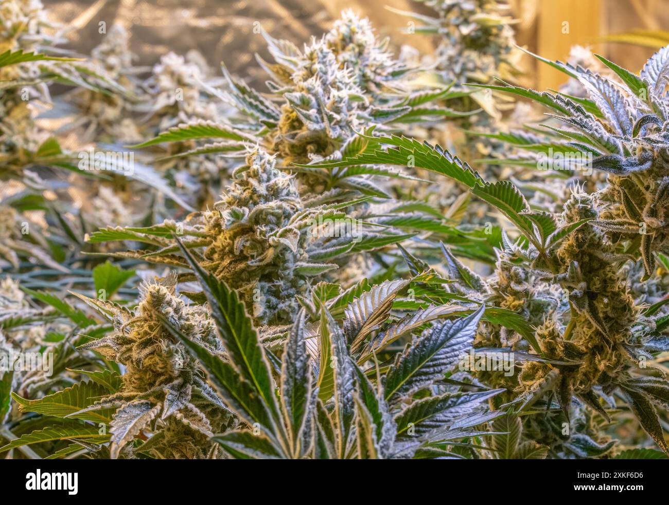 Femmina fiore marijuana SOG Mare di verde rete canapa tecnica di coltivazione vaso di crescita indoor fase crescita medico. Foto Stock