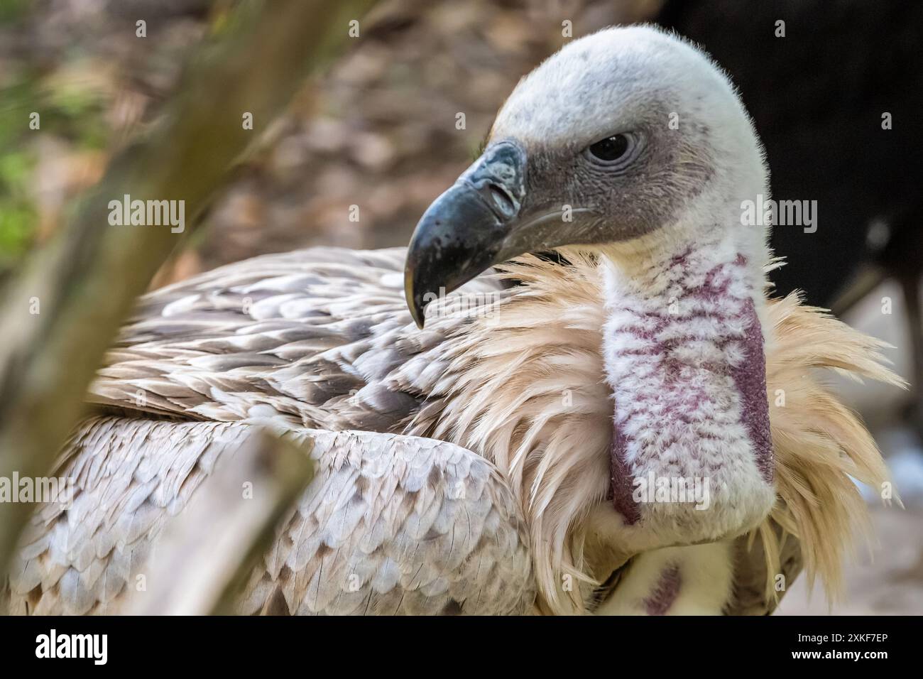 Cape Griffon Vulture (Gyps coprotheres) al St. Augustine Alligator Farm Zoological Park a St. Augustine, Florida. (USA) Foto Stock