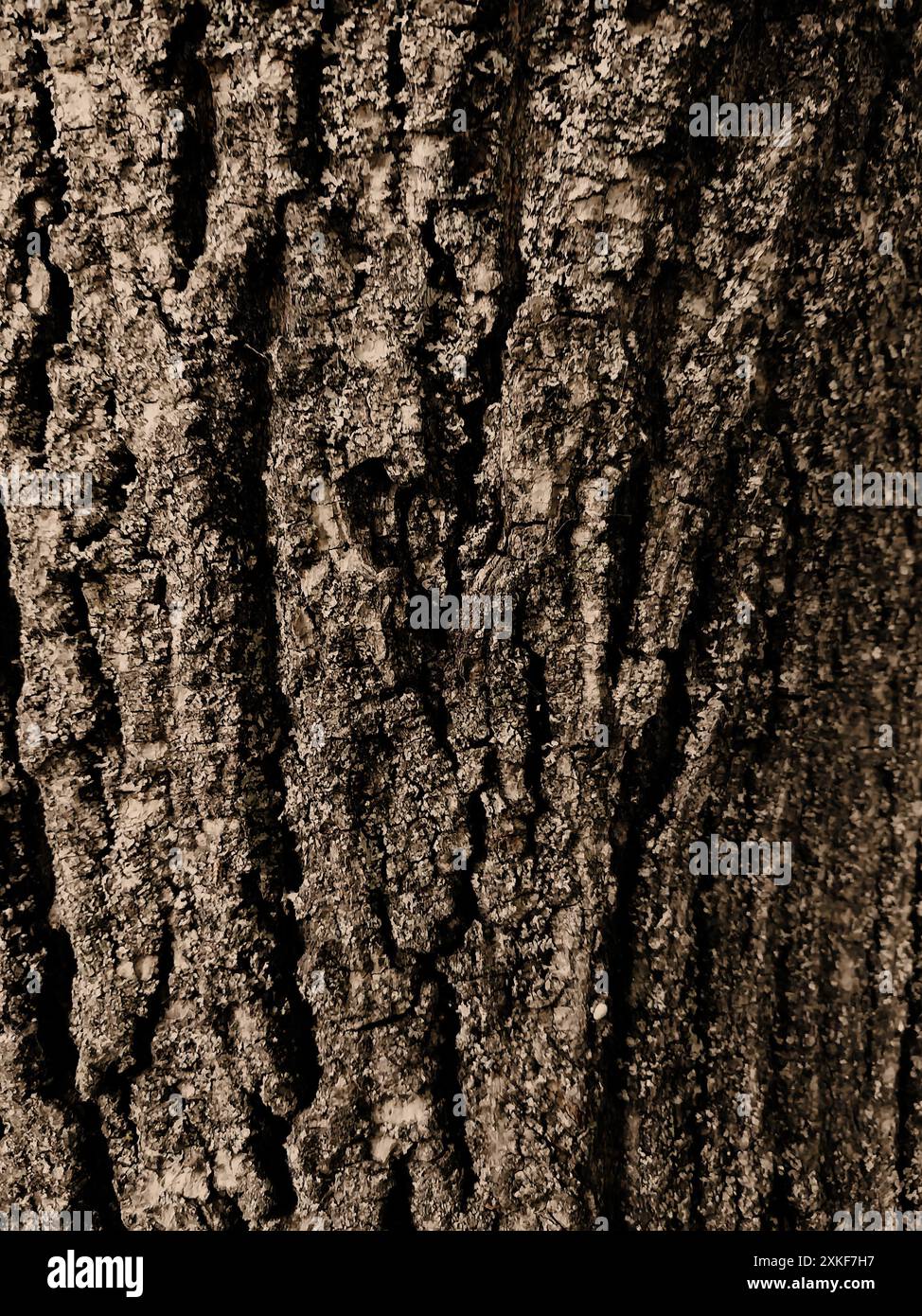 fiabesca verticale, foresta densa, struttura di corteccia d'albero Foto Stock