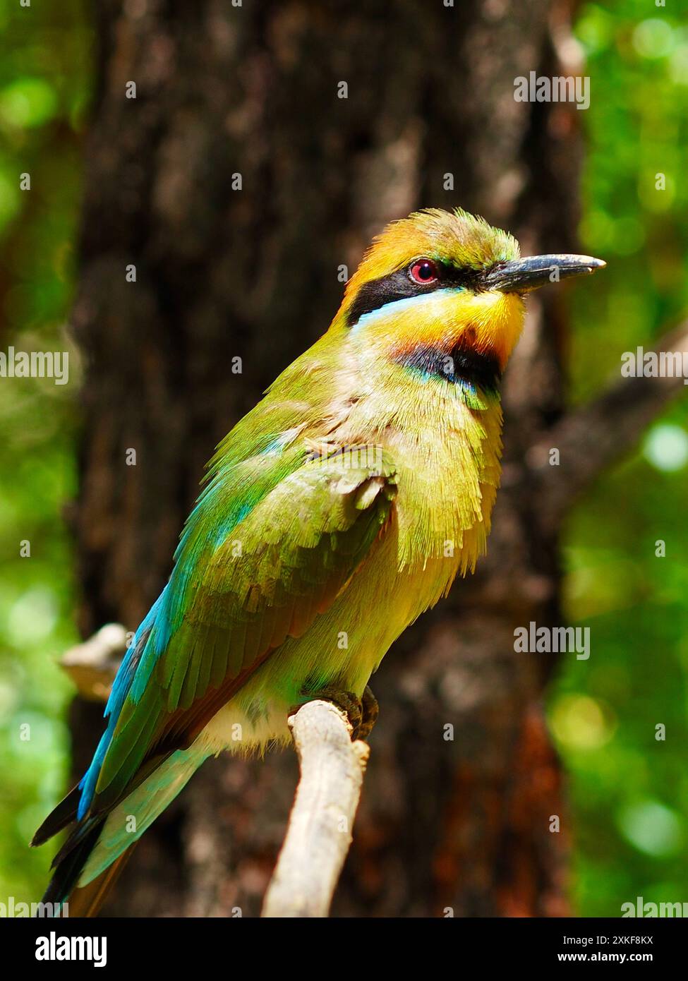 Delizioso e sensazionale mangiatore di api arcobaleno con un brillante piumaggio multicolore. Foto Stock
