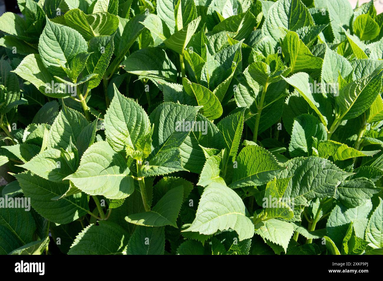 Foglie verde brillante di balsamo al limone, Melissa officinalis vista dall'alto in giardino giorno di sole Foto Stock