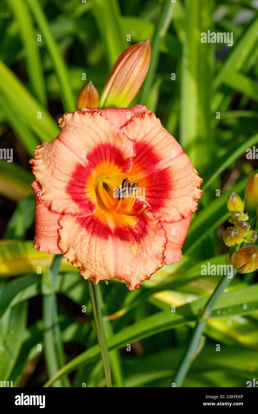 "Strawberry Candy" Daylily, daglilja (Hemerocallis) Foto Stock