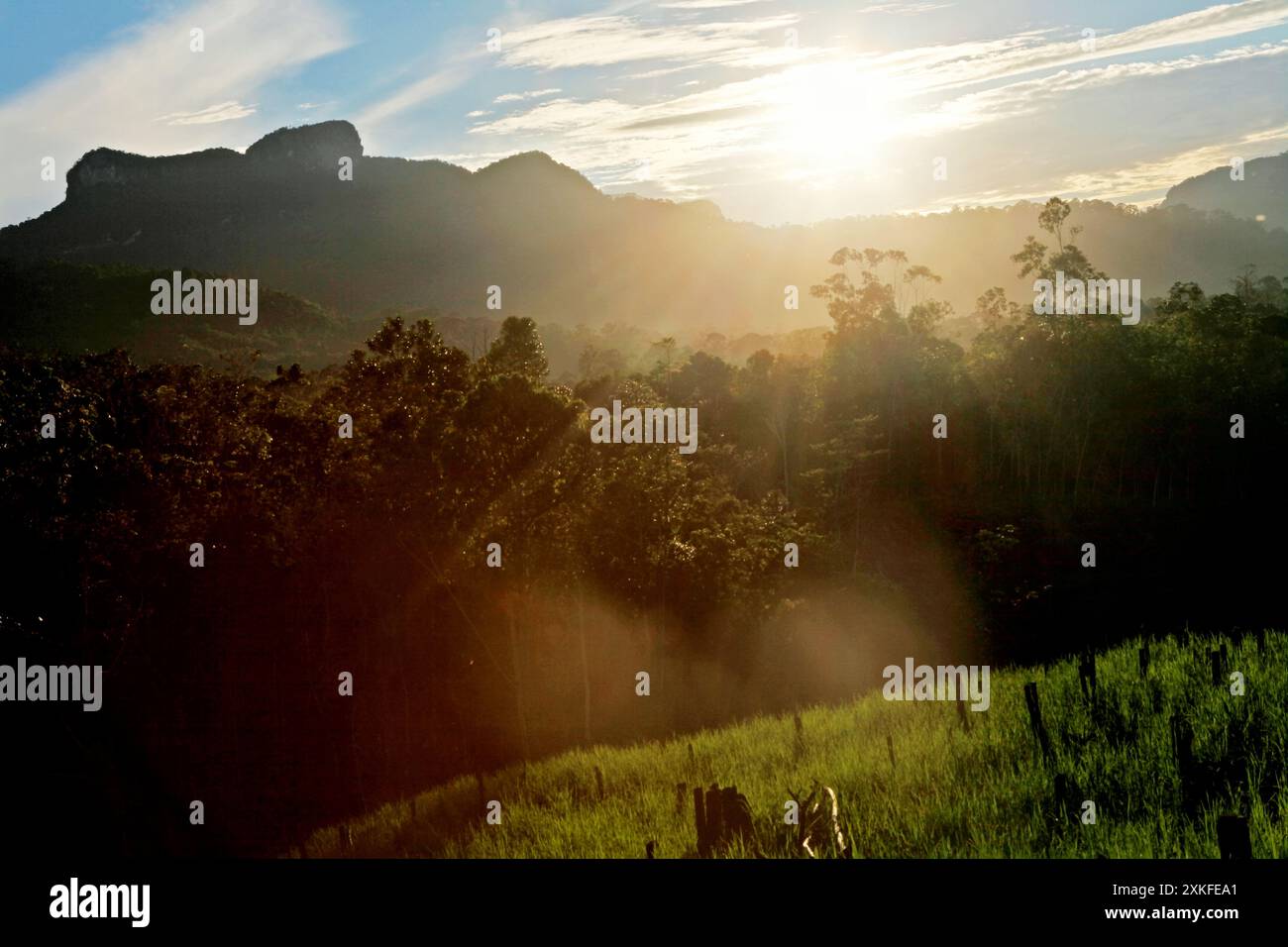 Campo agricolo in uno sfondo di foresta e colline nel villaggio di Nanga Raun, Kalis, Kapuas Hulu, Kalimantan occidentale, Indonesia. Foto Stock