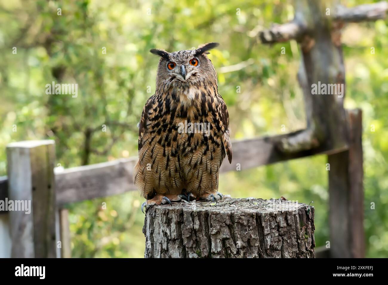 L'impressionante gufo di aquila arroccato su un ceppo d'albero, i suoi occhi piercing scansionano l'ambiente Foto Stock