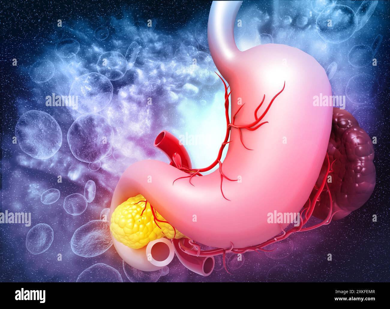 Anatomia dello stomaco umano. illustrazione 3d. Foto Stock