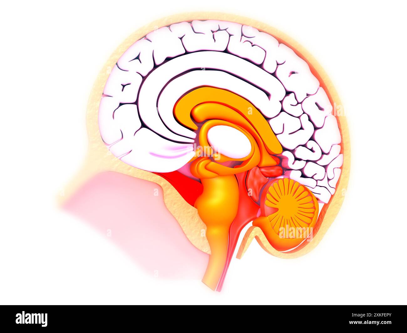 Sezione trasversale del cervello umano su sfondo medico. illusione 3d. Foto Stock