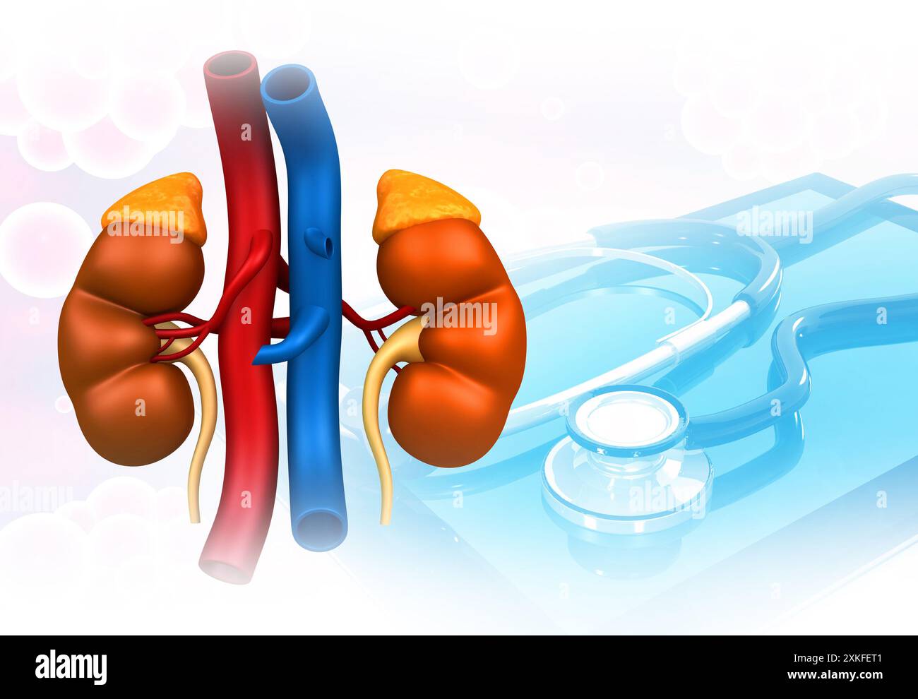 Rene umano con stetoscopio. Diagnosi e trattamento dei reni. illustrazione 3d. Foto Stock
