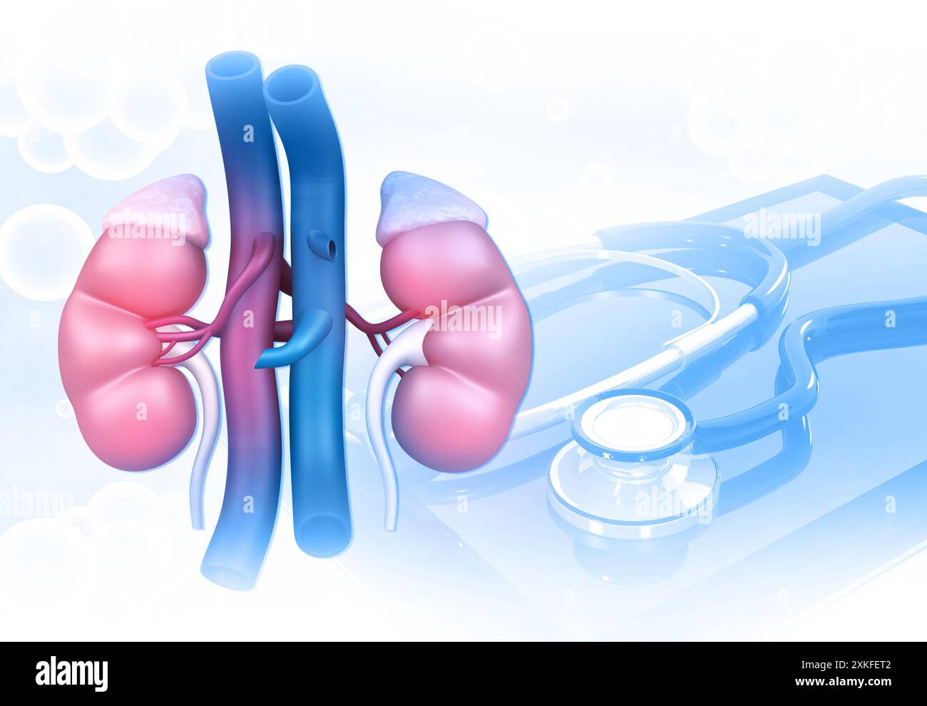 Rene umano con stetoscopio. Diagnosi e trattamento dei reni. illustrazione 3d. Foto Stock