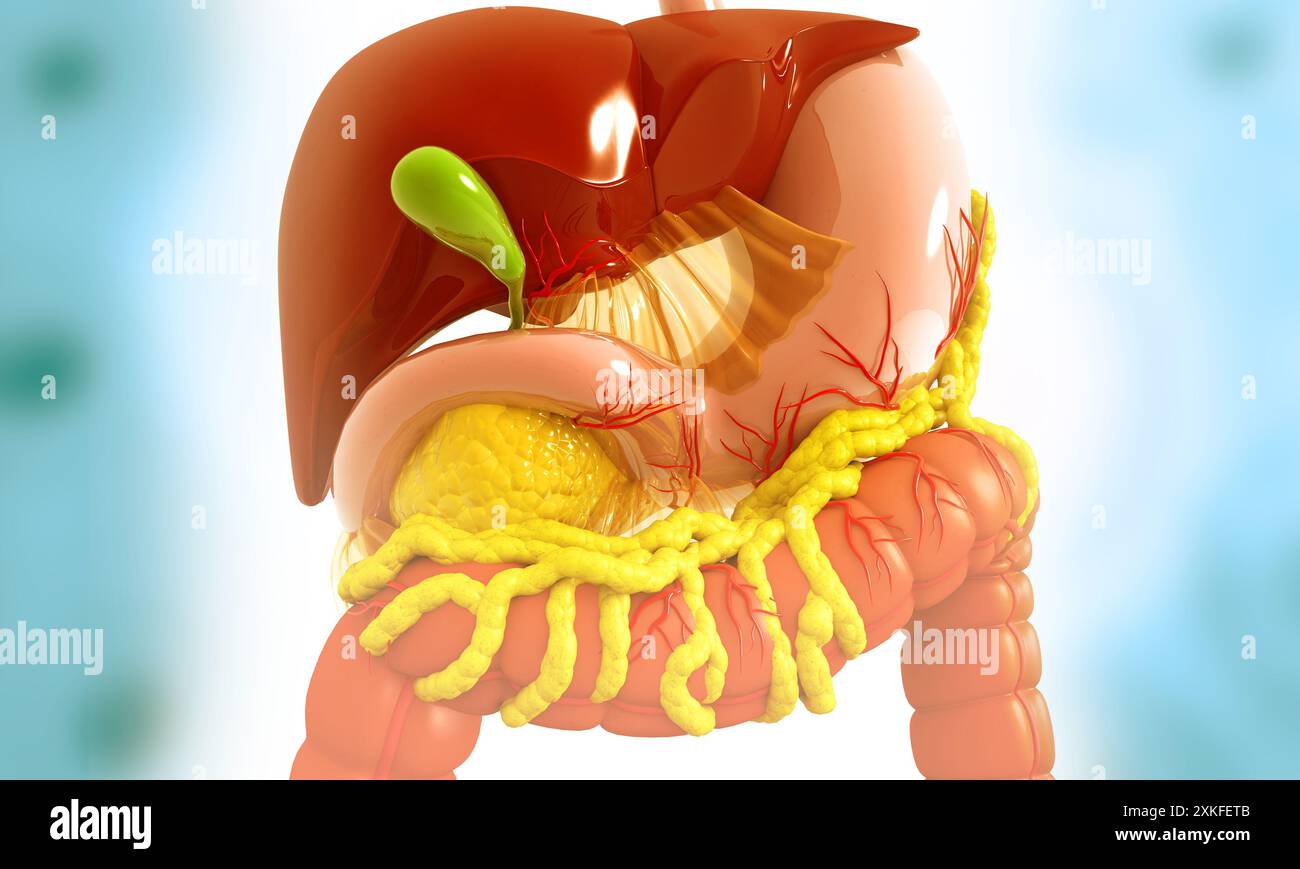 Apparato digerente umano. illustrazione 3d. Foto Stock