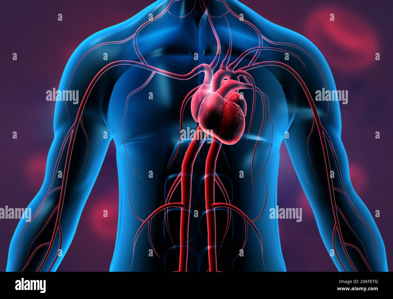 Cuore in un corpo umano trasparente. illustrazione 3d. Foto Stock