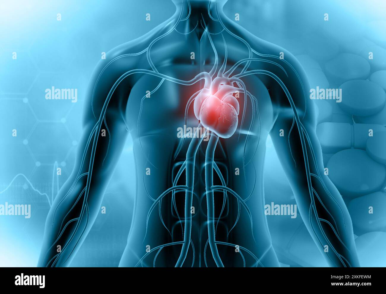 Cuore in un corpo umano trasparente. illustrazione 3d. Foto Stock
