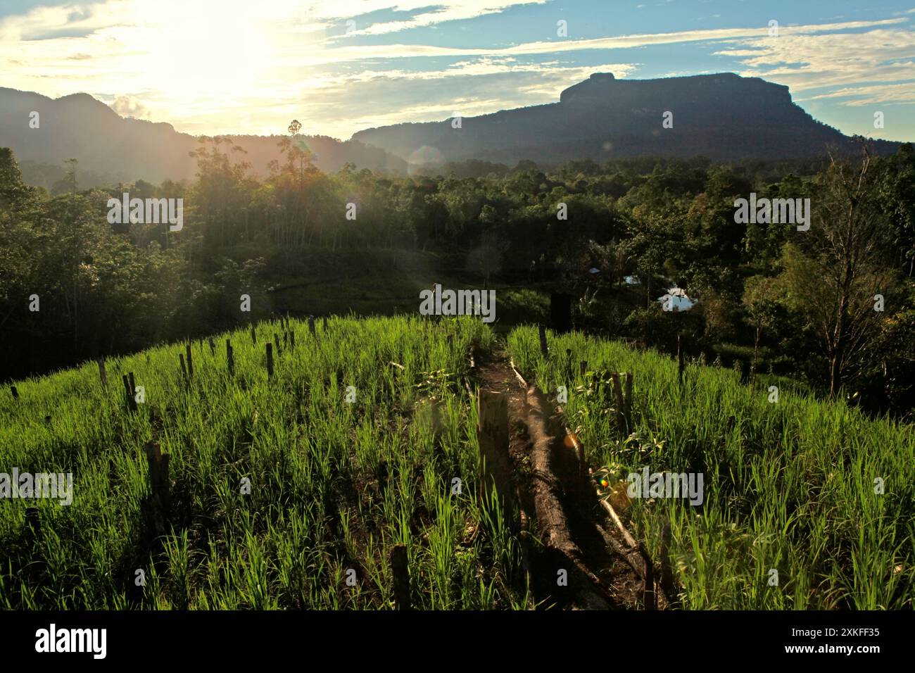 Campo agricolo in uno sfondo di foresta e colline nel villaggio di Nanga Raun, Kalis, Kapuas Hulu, Kalimantan occidentale, Indonesia. Foto Stock