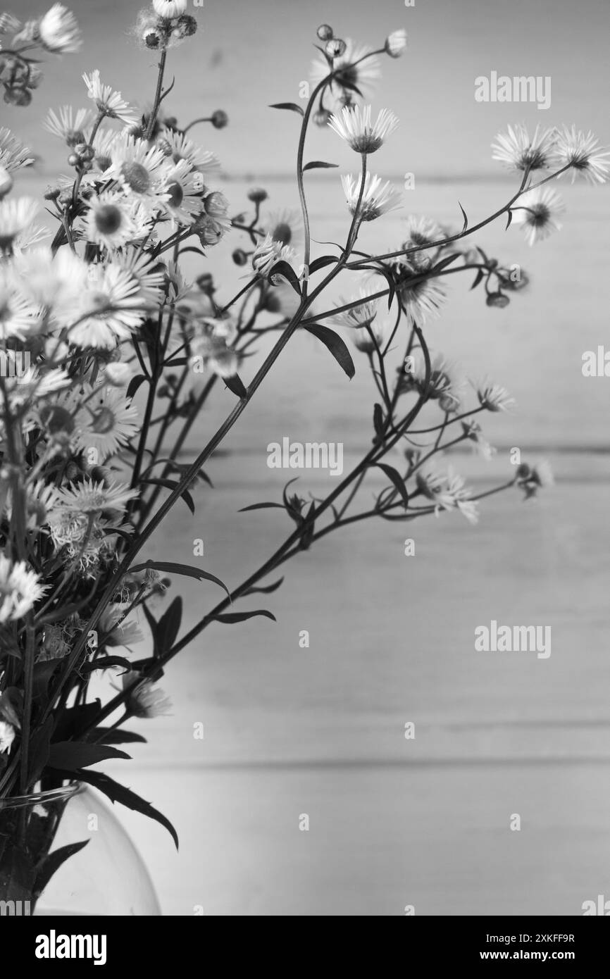 Bouquet di piccole margherite in vaso di vetro, monocromatico. Fiori di camomilla su sfondo in legno, bianco e nero. Interni accoglienti con fiori bianchi. Foto Stock