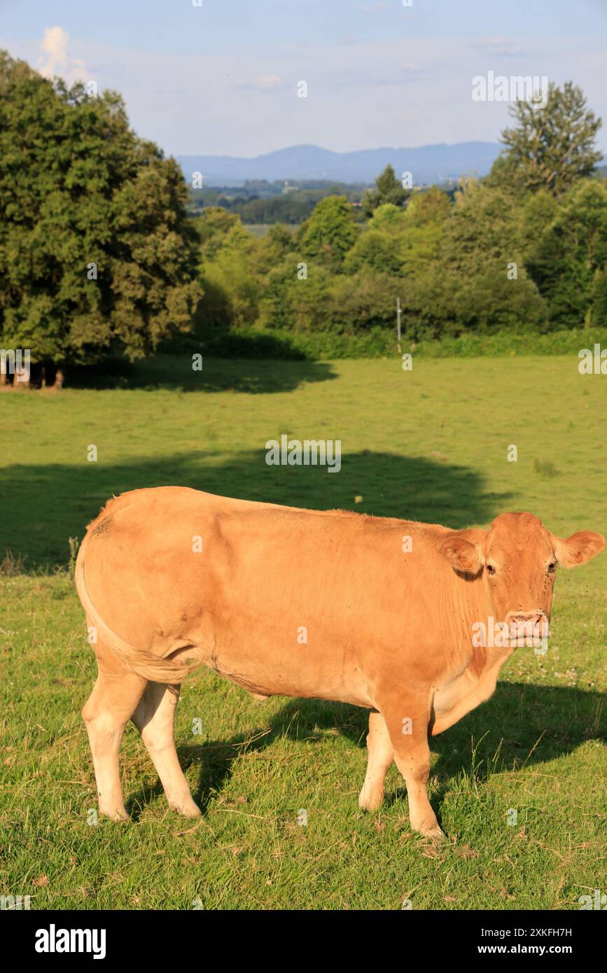 Mucche di manzo Limousin nella campagna del Limousin. Allevamento di bovini e consumo di carne. Corrèze, Limousin, Francia, Europa. Credito: Foto di Hugo Martin/A. Foto Stock