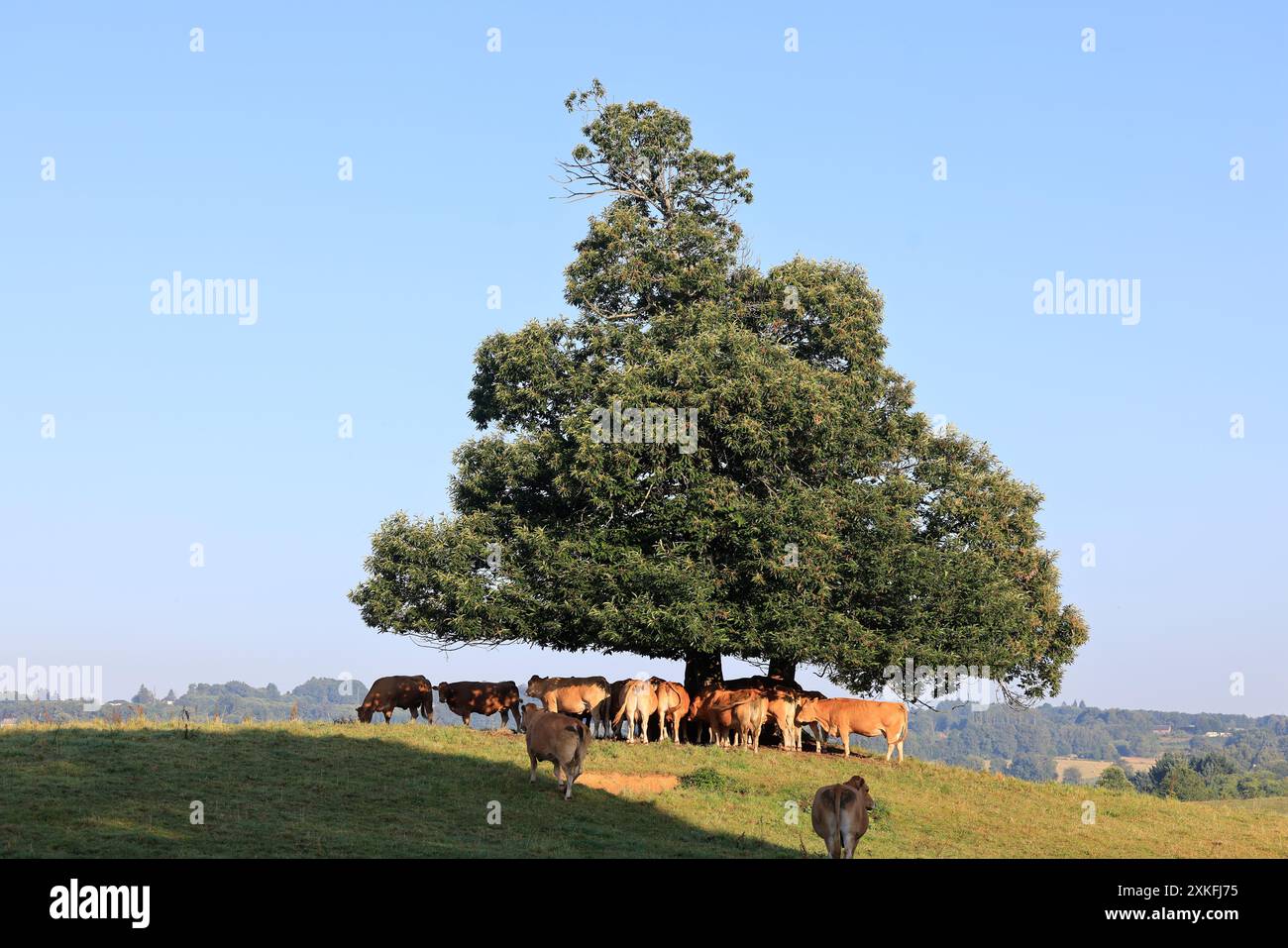 Mucche di manzo Limousin nella campagna del Limousin. Allevamento di bovini e consumo di carne. Corrèze, Limousin, Francia, Europa. Credito: Foto di Hugo Martin/A. Foto Stock