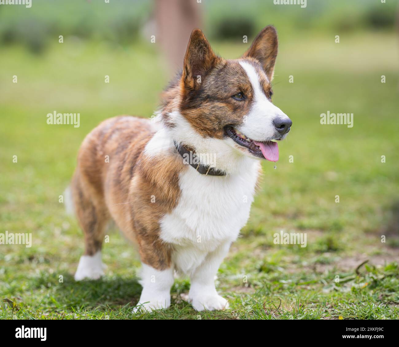 Ritratto gallese Corgi Cardigan. Brindle e bianco Cardigan gallese Corgi su un'erba, all'aperto. Foto Stock