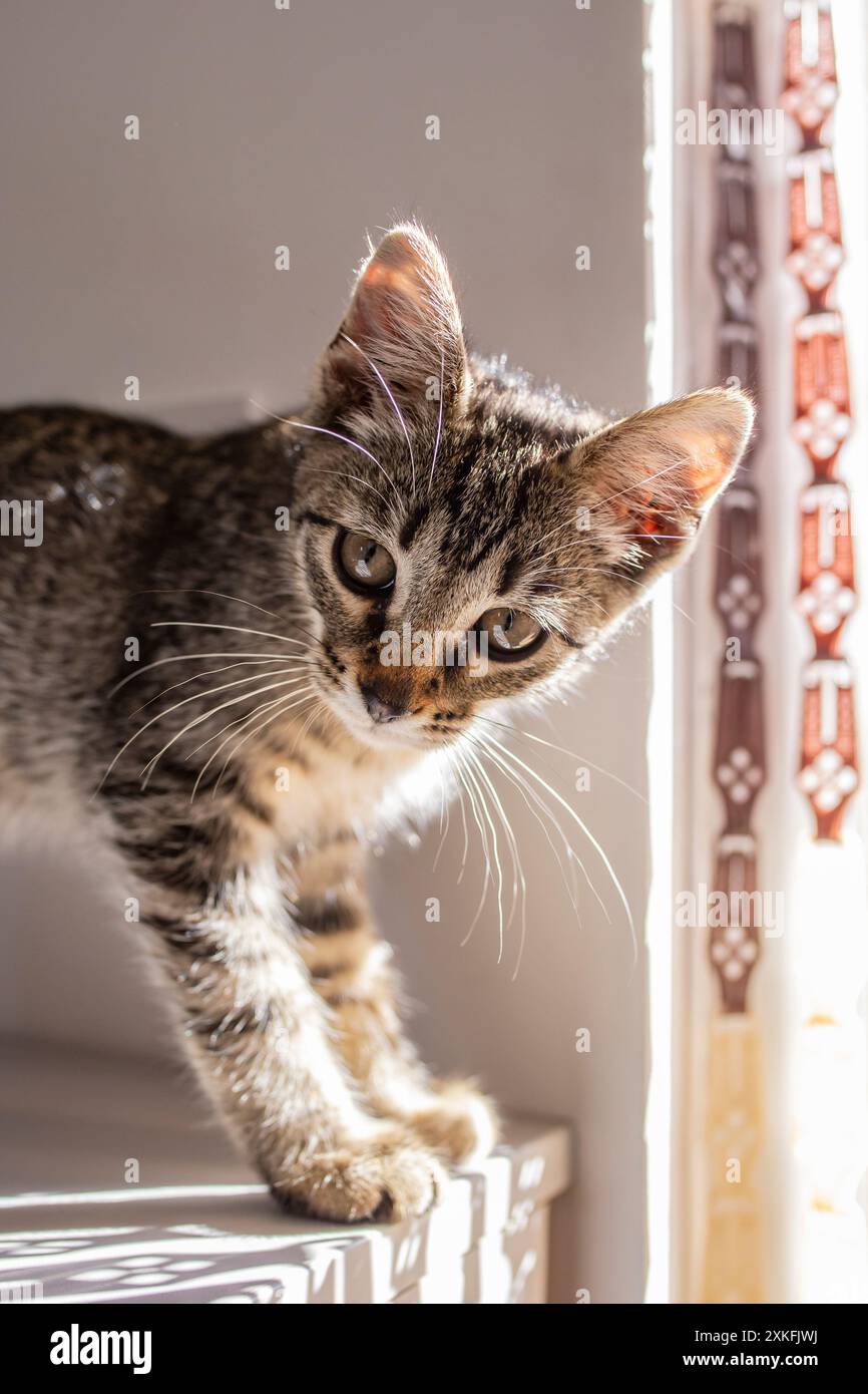 Simpatico gattino maculato grigio che guarda il ritratto della fotocamera, messa a fuoco morbida Foto Stock