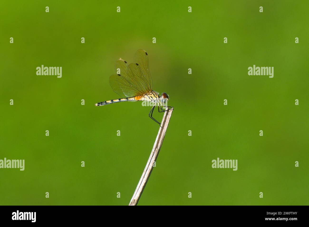 Dragon Fly su una sottile lama d'erba su un bokeh pulito e verde o sfondo sfocato Foto Stock