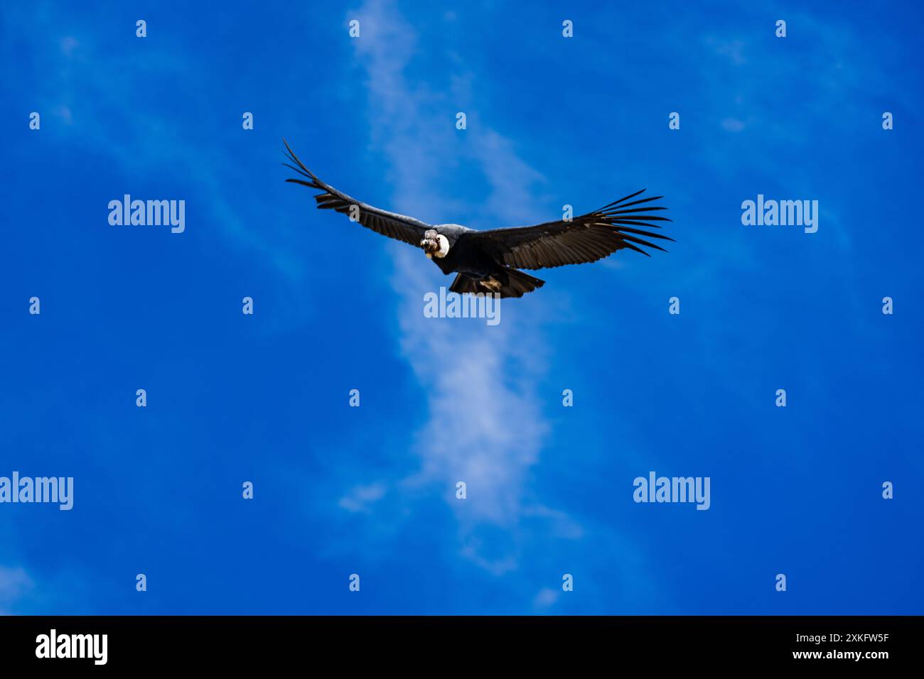 Guardare condors in Perù volare Foto Stock