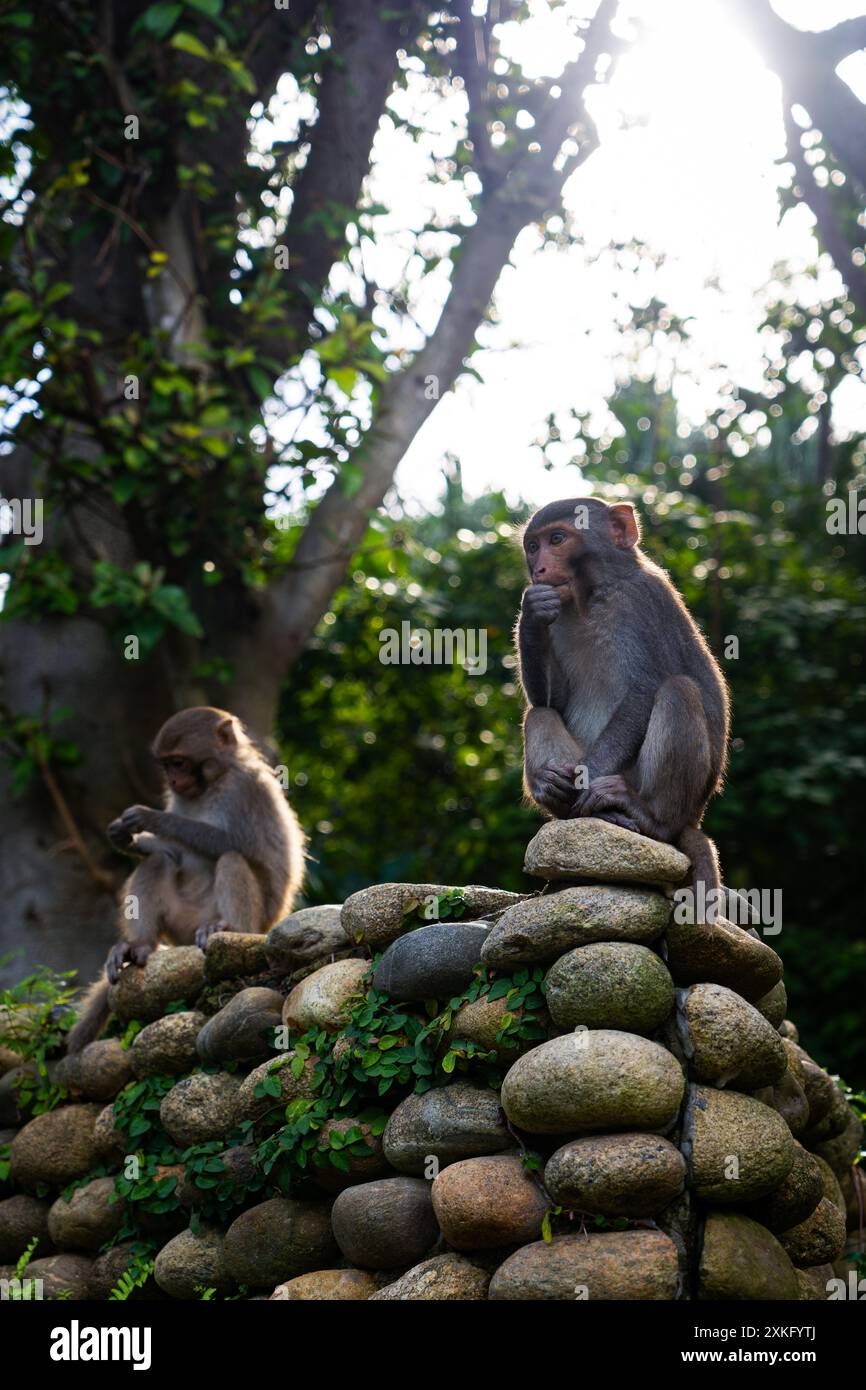Moneky è seduto su una stonewall Foto Stock
