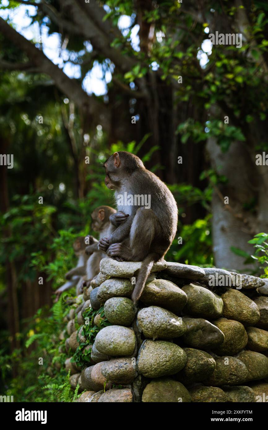 Moneky è seduto su una stonewall Foto Stock
