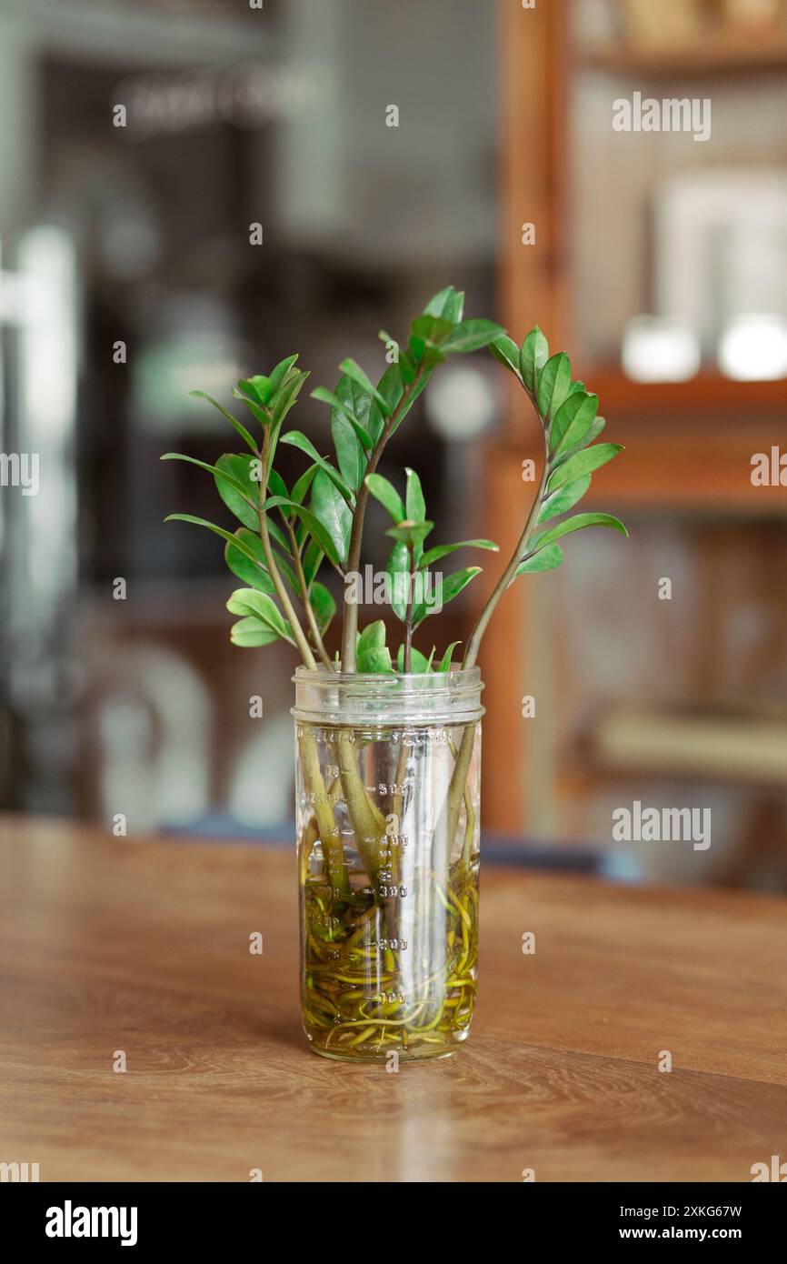 Pianta di Zuzu o Zamioculcas zamiifolia (Lodd.) ENGL o Zanzibar Gem. Un germoglio lussureggiante fiorisce all'interno della sua culla acquosa, incarnando la resilienza della natura Foto Stock