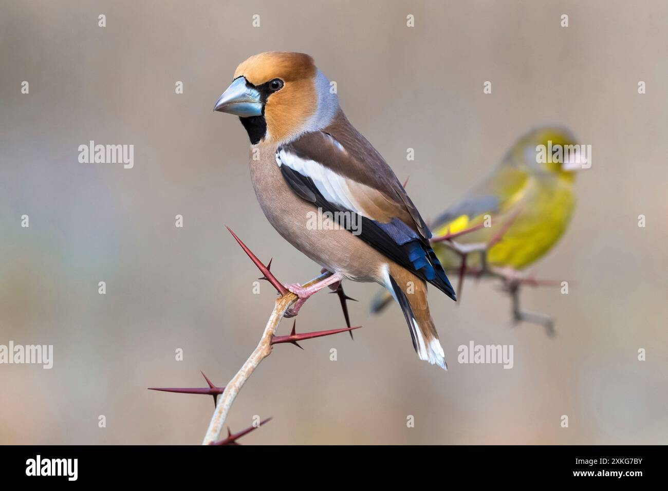 Falfinch (Coccothraustes coccothraustes), arroccato su un ramoscello. Insieme ad un maschio europeo Greenfinch., Italia, Toscana Foto Stock