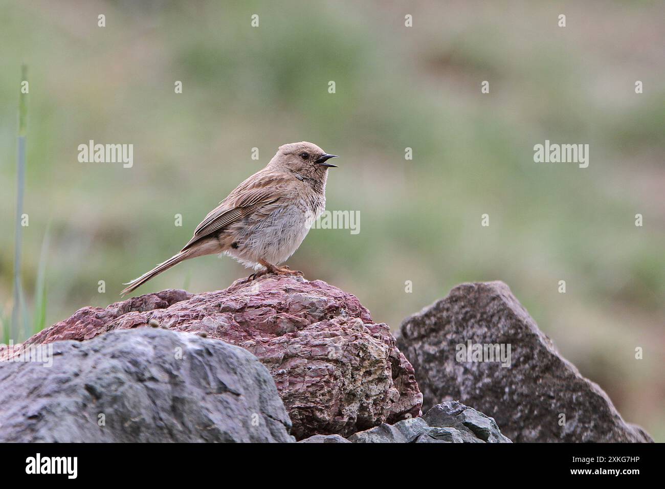 Mongolia, Koslov's accentor, Koslow's accentor (Prunella koslowi), canta maschile, Mongolia Foto Stock