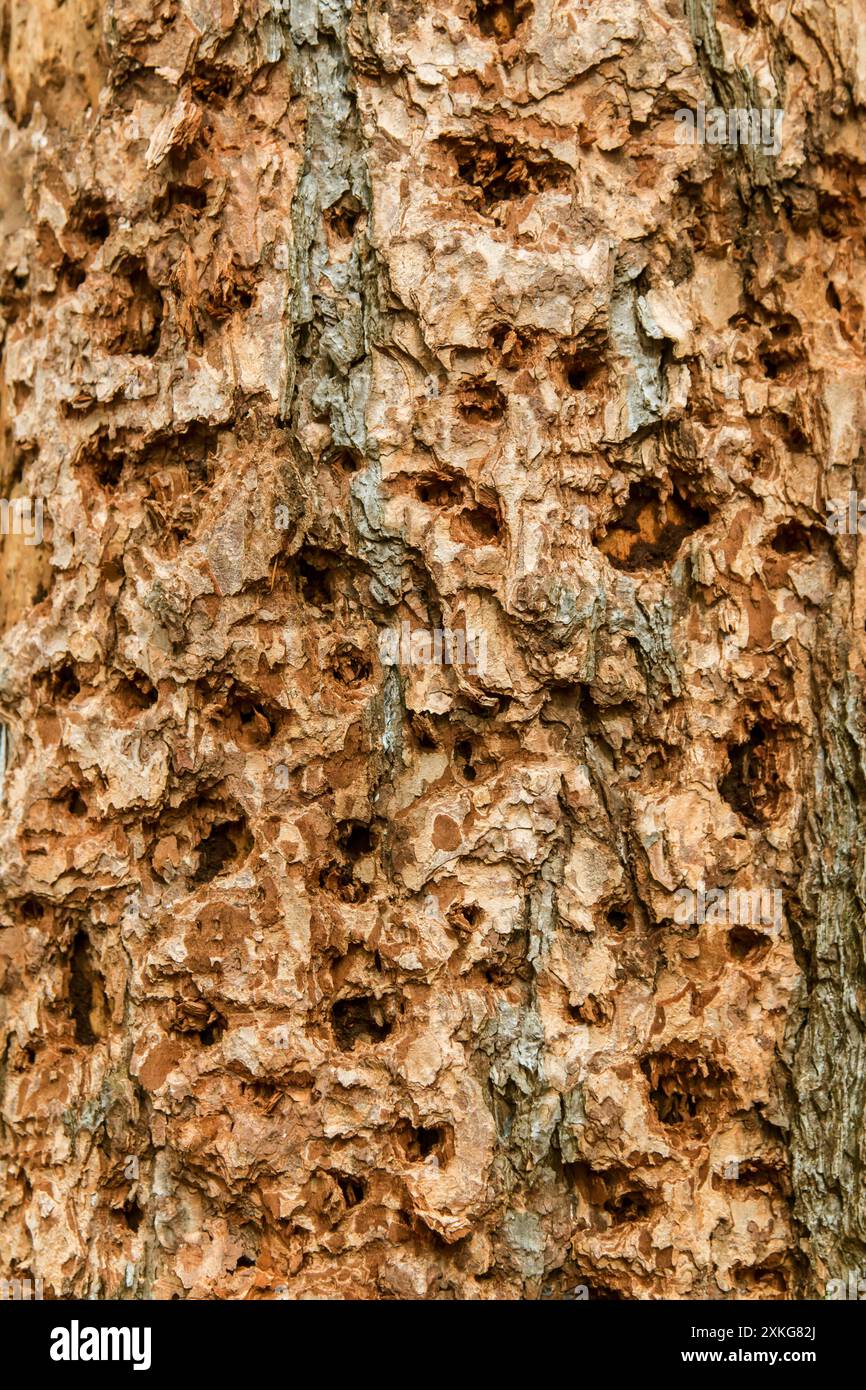 Picchi di picchi, colle, piccoletti (Picidae), molti buchi di picchi di picchi in un tronco di alberi morti, Germania Foto Stock