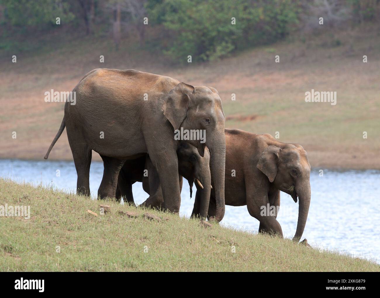 Elefante indiano (Elephas maximus indicus, Elephas maximus bengalensis), mucca elefante che va in un pozzo d'acqua per bere insieme a due giovani elefani Foto Stock