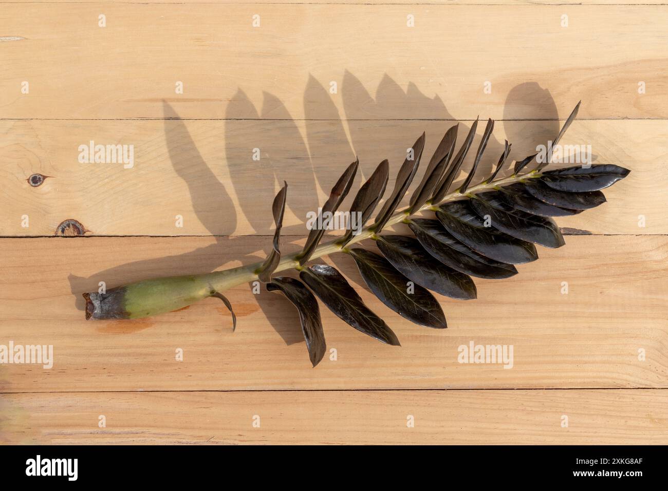 Zamioculcas zamiifolia nera stelo vegetale su fondo di legno Foto Stock