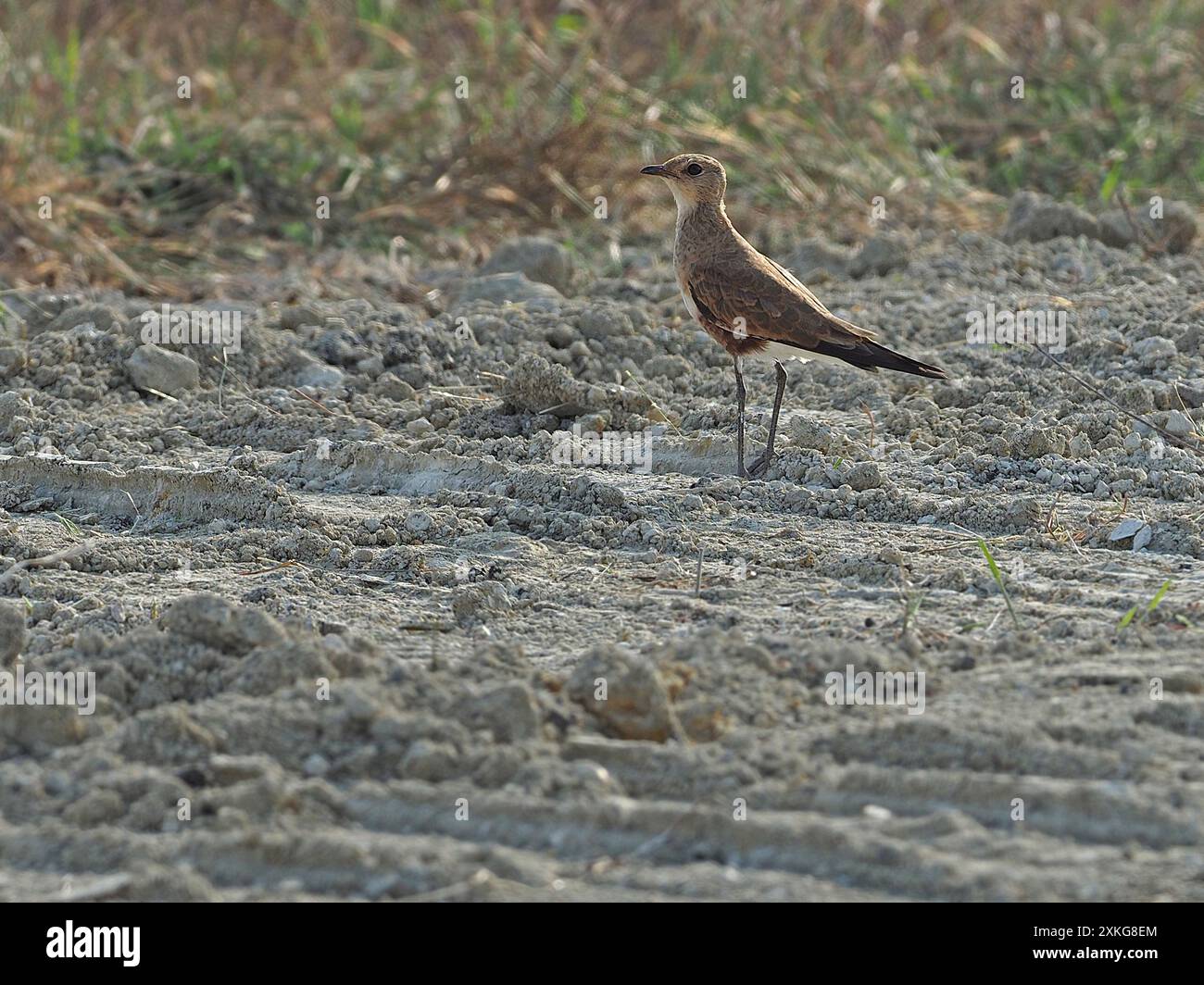 Australian pratincole (Stiltia isabella), inverno plumaged, in piedi a terra, Indonesia, banda Sea Foto Stock