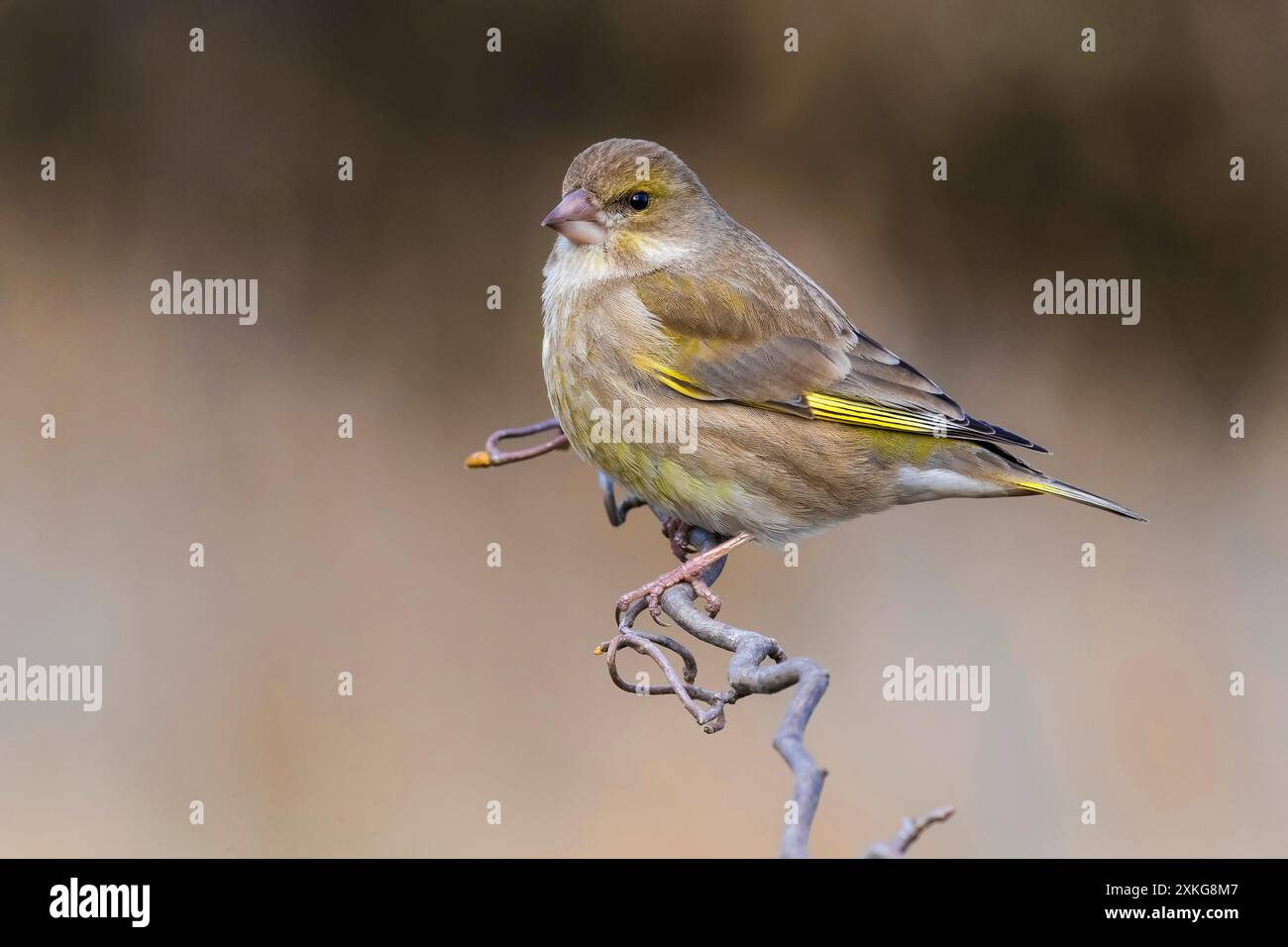 Verdefinch occidentale, verdefinch europeo; verdefinch (Carduelis chloris, chloris chloris), arroccato su un ramoscello, vista laterale, Italia, Toscana Foto Stock