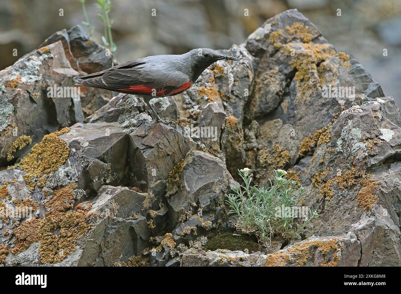 Muratore (Tichodroma muraria), allarme di appollaiamento maschile sulle rocce, vista laterale, Mongolia Foto Stock